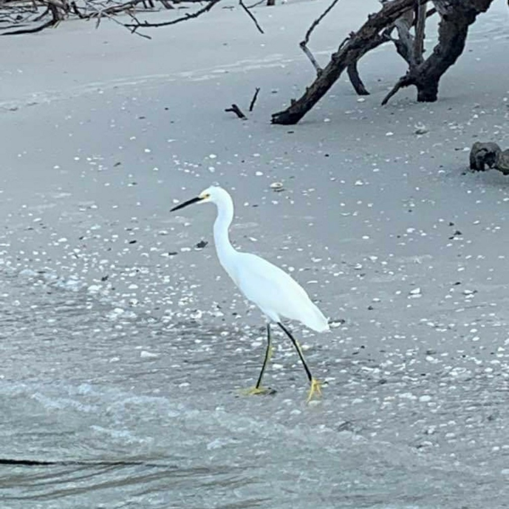Meet your Posher, Shari